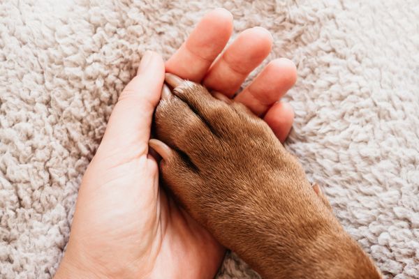 犬の足と人間の手